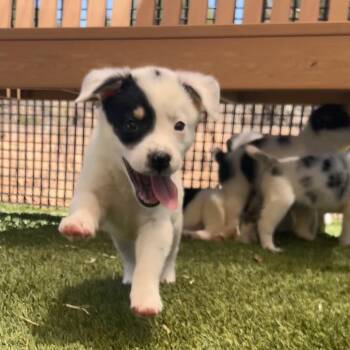Sugar 54003 -  Australian Shepherd and Mixed Breed Dog for Adoption in Las Vegas, Nevada - Sugar 54003 | PetCurious