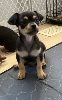Sons of Dracula : Homer -  Chihuahua Dog for Adoption in Aurora, Indiana - Sons Of Dracula : Homer | PetCurious