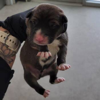 Mixed Breed Dogs Available for Adoption in Parker, Colorado - 446 (2026) Boston | PetCurious