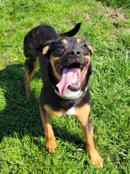 Boxer and Rottweiler Dogs Available for Adoption in Lisbon, Ohio - Goblin | PetCurious