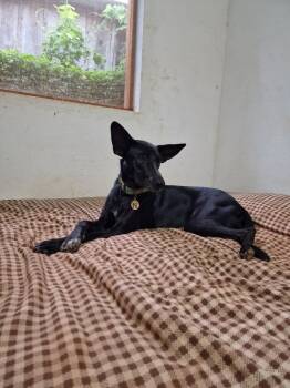 Rescue Mixed Breed Dogs for Adoption in San Diego, California - Kinnari | PetCurious