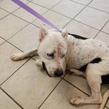 Mixed Breed Dogs Available for Adoption in Columbus, Georgia - 05/23/2026-Stray-AldoraDrive | PetCurious
