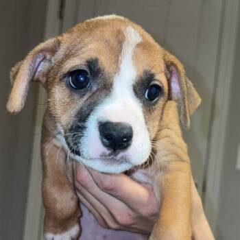 Paige -  Mixed Breed Dog for Adoption in Bentonville, Arkansas - Paige | PetCurious