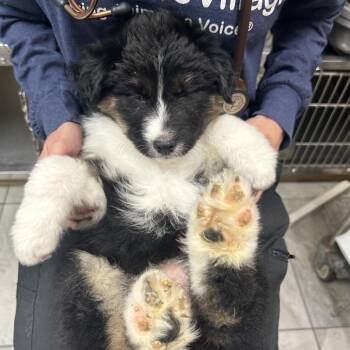 Roo -  Australian Shepherd Dog for Adoption in Las Vegas, Nevada - Roo | PetCurious
