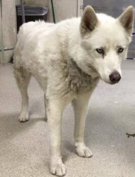 Siberian Husky Dogs Available for Adoption in Riverside, California - KAINE | PetCurious