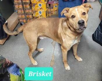 Brisket -  Shepherd and Catahoula Leopard Dog Dog for Adoption in Richmond, Indiana - Brisket | PetCurious