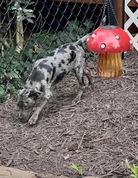 Louise -  Catahoula Leopard Dog and Labrador Retriever Dog for Adoption in Lakemont, Georgia - Louise | PetCurious