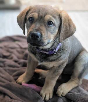 Rottweiler and Shepherd Dogs Available for Adoption - Viva | PetCurious