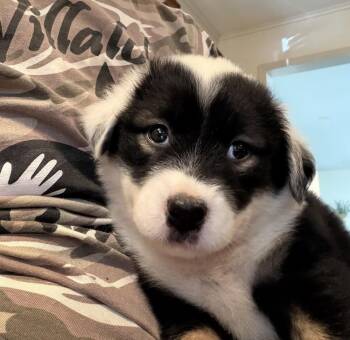 Sierra - Wardell pups -  Labrador Retriever and Border Collie Dog for Adoption in Horn Lake, Mississippi - Sierra - Wardell Pups | PetCurious