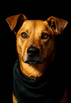 Rescue Carolina Dog Dogs for Adoption in Dickson, Tennessee - Bentley Cole | PetCurious