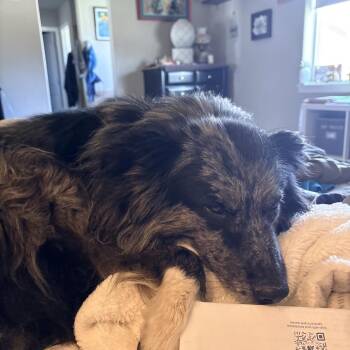 Patches -  Australian Cattle Dog Blue Heeler and Australian Shepherd Dog for Adoption in Colorado Springs, Colorado - Patches | PetCurious