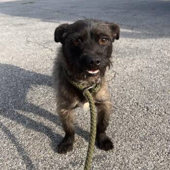 Mixed Breed Dogs Available for Adoption in Chattanooga, Tennessee - Oklahoma | PetCurious