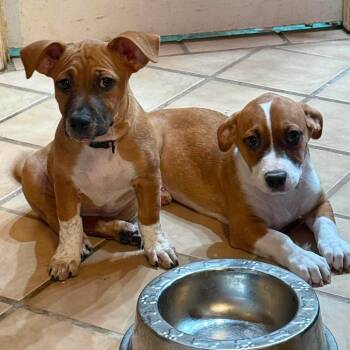 Lovey -  Mixed Breed Dog for Adoption in Phoenix, Arizona - Lovey | PetCurious
