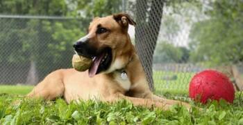 Rescue German Shepherd Dog and Labrador Retriever Dogs for Adoption in New Freedom, Pennsylvania - Alfie | PetCurious