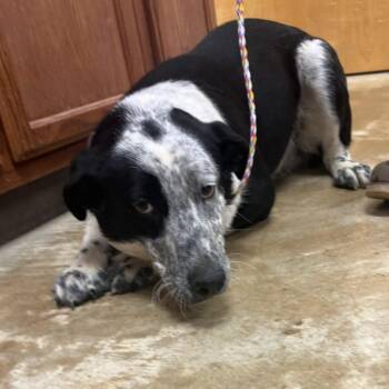 Australian Cattle Dog Blue Heeler Dogs Available for Adoption - Topaz - 022604U | PetCurious