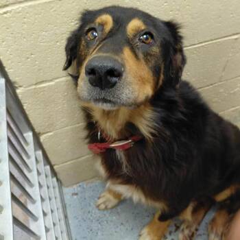 (CCSO) Bruno -  Bernese Mountain Dog Dog for Adoption in Douglas, Arizona - (CCSO) Bruno | PetCurious