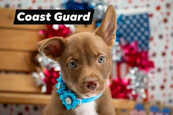 Shepherd and Husky Dogs Available for Adoption in Sevierville, Tennessee - Coast Guard | PetCurious