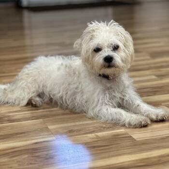 Krypto -  Mixed Breed Dog for Adoption in Austell, Georgia - Krypto | PetCurious