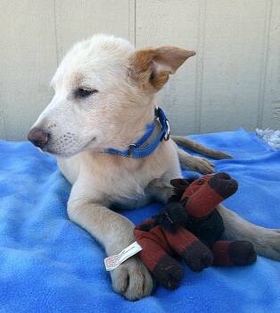 Shepherd Dogs Available for Adoption - Kodiak | PetCurious