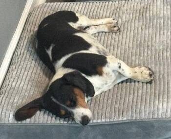 Belli -  Dachshund Dog for Adoption in Hesperia, California - Belli | PetCurious