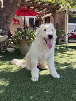 Gus -  Old English Sheepdog and Goldendoodle Dog for Adoption in Temecula, California - Gus | PetCurious