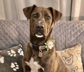 Catahoula Leopard Dog Dogs Available for Adoption - Dorsey | PetCurious