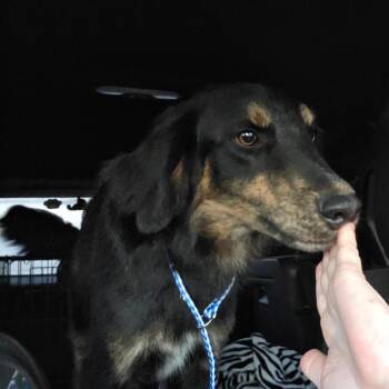 Australian Shepherd and German Shepherd Dog Dogs Available for Adoption - Tex | PetCurious