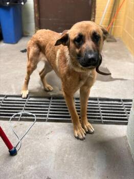 ADDIE -  German Shepherd Dog Dog for Adoption in Stockton, California - ADDIE | PetCurious