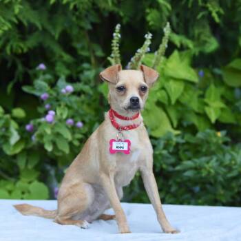 Anni -  Chihuahua and Mixed Breed Dog for Adoption in Wake Forest, North Carolina - Anni | PetCurious