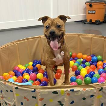 Pit Bull Terrier Dogs Available for Adoption - Charity | PetCurious