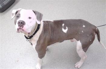 BARRETT -  Mastiff and Mixed Breed Dog for Adoption in Omaha, Nebraska - BARRETT | PetCurious