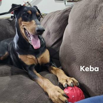 Doberman Pinscher Dogs Available for Adoption - Keba (BONDED WITH LUNA) | PetCurious