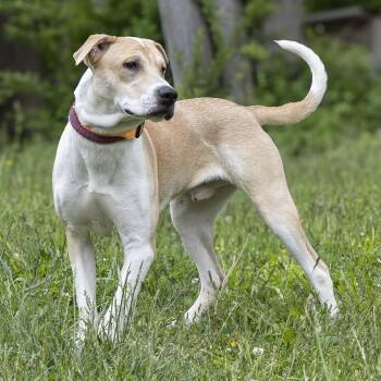 Bull Terrier and Pit Bull Terrier Dogs Available for Adoption in Stroudsburg, Pennsylvania - Alvin | PetCurious