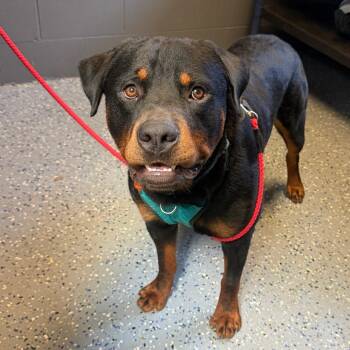 Eli -  Rottweiler Dog for Adoption in Tuscaloosa, Alabama - Eli | PetCurious