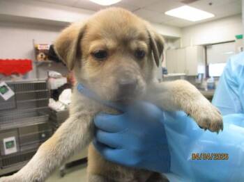 Pit Bull Terrier and Mixed Breed Dogs Available for Adoption in Oklahoma City, Oklahoma - A472239 | PetCurious