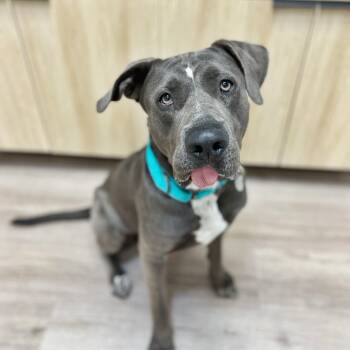 Chopper -  Great Dane and American Bully Dog for Adoption in Scottsdale, Arizona - Chopper | PetCurious