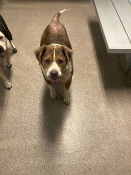 Rescue Mixed Breed Dogs for Adoption in Troy, Ohio - Grizzly | PetCurious