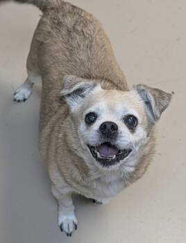 Sofie -  Chihuahua Dog for Adoption in Johnson City, Tennessee - Sofie | PetCurious