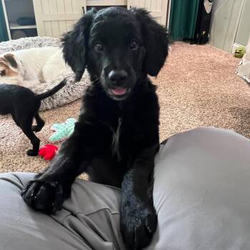 Pugsley -  Mixed Breed Dog for Adoption in Greece, New York - Pugsley | PetCurious