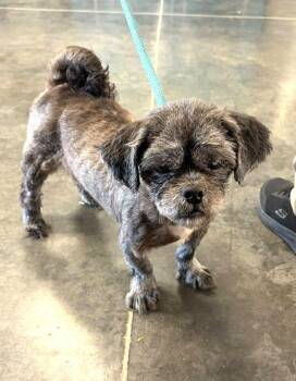 Oscar -  Shih Tzu Dog for Adoption in Savannah, Georgia - Oscar | PetCurious