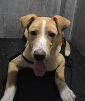 A815963 -  Golden Retriever Dog for Adoption in San Antonio, Texas - A815963 | PetCurious