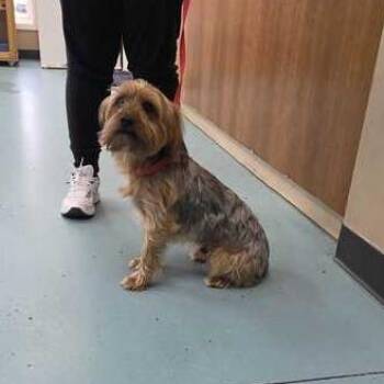 Yorkshire Terrier Dogs Available for Adoption in Chesapeake, Virginia - King Yams | PetCurious