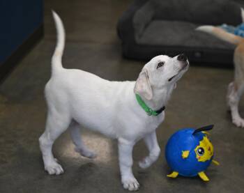 Perry Ellis - Designer Doggos -  Great Pyrenees and Labrador Retriever Dog for Adoption in Falmouth, Maine - Perry Ellis - Designer Doggos | PetCurious