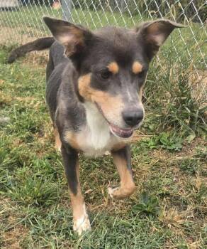 Rescue Mixed Breed Dogs for Adoption in Windsor, Missouri - Shelly | PetCurious