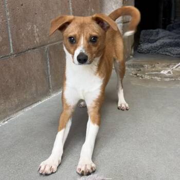 Chihuahua Dogs Available for Adoption - Sawyer | PetCurious