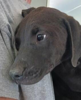 Kaizen -  Labrador Retriever and Mixed Breed Dog for Adoption in West Memphis, Arkansas - Kaizen | PetCurious