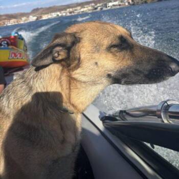 LULU* -  German Shepherd Dog Dog for Adoption in San Juan Capistrano, California - LULU* | PetCurious