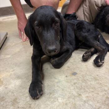 Graham - 082701U -  Hound and Mixed Breed Dog for Adoption in Tupelo, Mississippi - Graham - 082701U | PetCurious