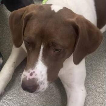 Brownie -  Mixed Breed Dog for Adoption in Cincinnati, Ohio - Brownie | PetCurious