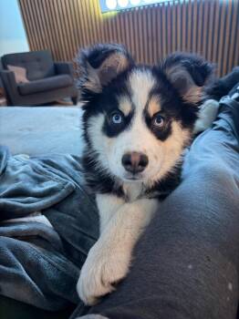 Australian Shepherd and Retriever Dogs Available for Adoption - Karre | PetCurious